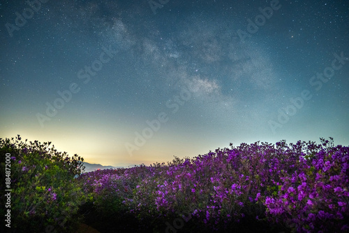 Low angle and night view of pink azalea flowers on Hwangmaesan Mountain against galaxy and stars in the sky at Dunnae-ri, Hapcheon-gun, South Korea
 photo