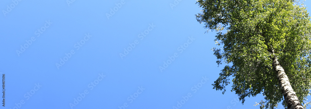 Birch against a blue sky, view from bottom to top. Tall birch tree in summer. Tree with copy space. Natural background for banner Birch against a blue sky, view from bottom to top. Tall birch tree in summer. Tree with copy space. Natural background for banner