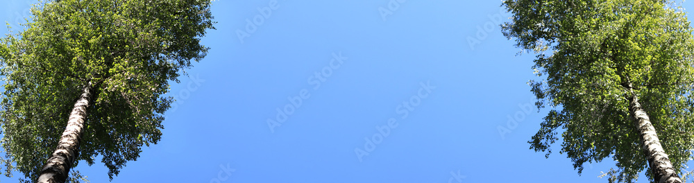 Birch against a blue sky, view from bottom to top. Tall birch tree in summer. Tree with copy space. Natural background for banner Birch against a blue sky, view from bottom to top. Tall birch tree in summer. Tree with copy space. Natural background for banner