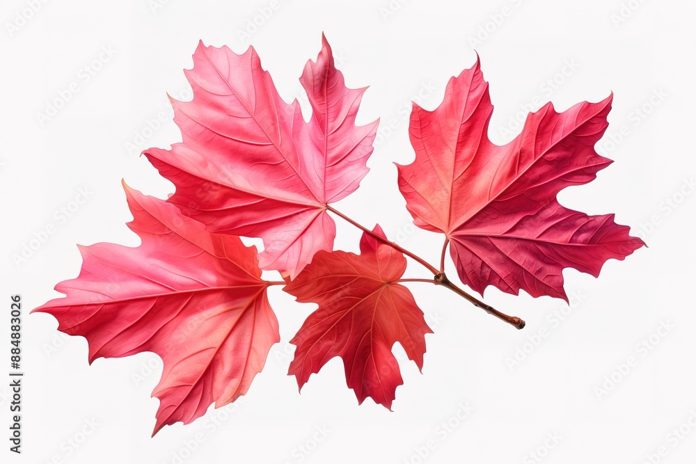 Autumn leaf. Autumn maple leaf isolated Autumn leaf. Autumn maple leaf isolated