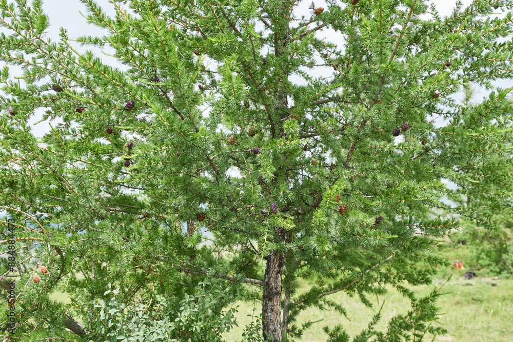 Fototapeta premium Pine tree with cones in the wild, closeup of photo