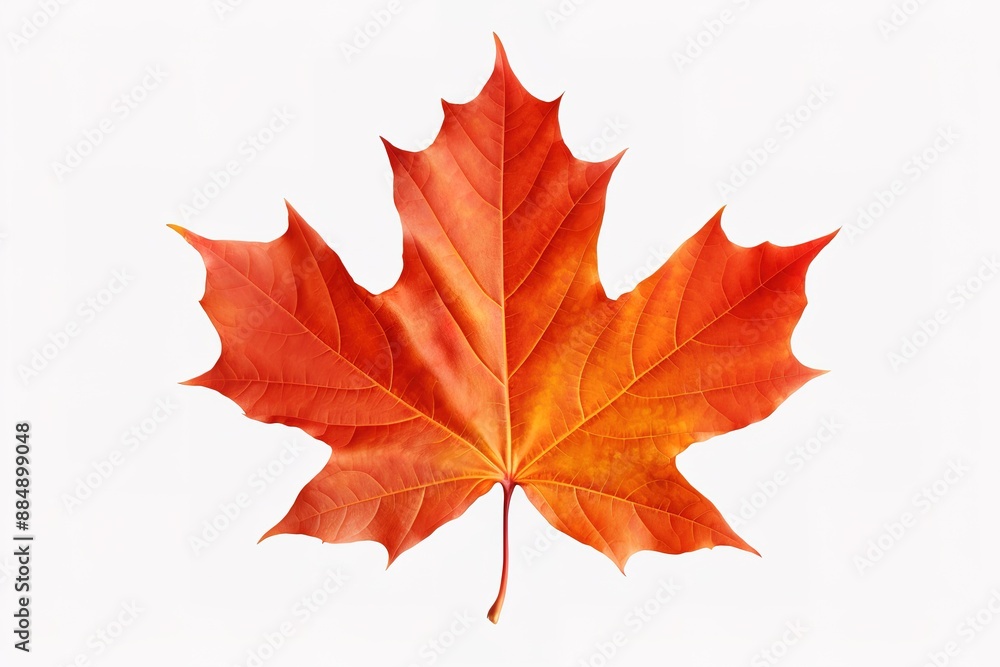 Autumn leaf. Autumn maple leaf isolated Autumn leaf. Autumn maple leaf isolated