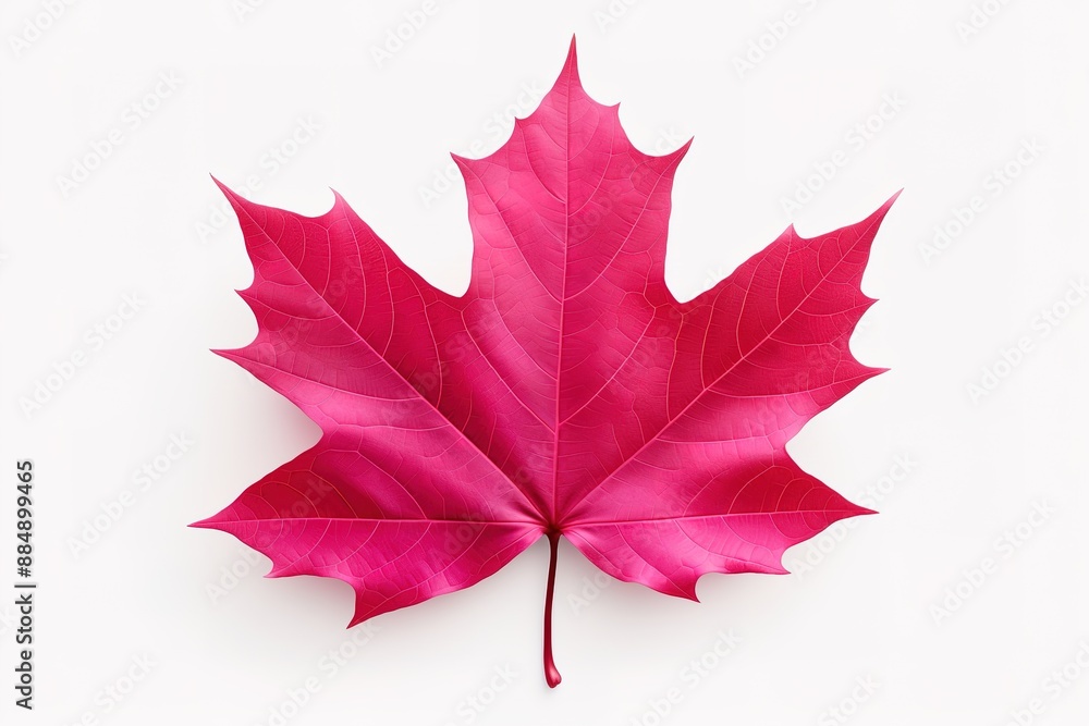 Naklejka premium Autumn leaf. Autumn maple leaf isolated 