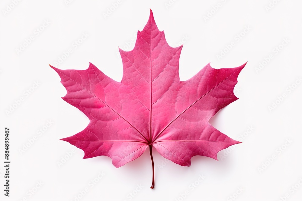 Naklejka premium Autumn leaf. Autumn maple leaf isolated
