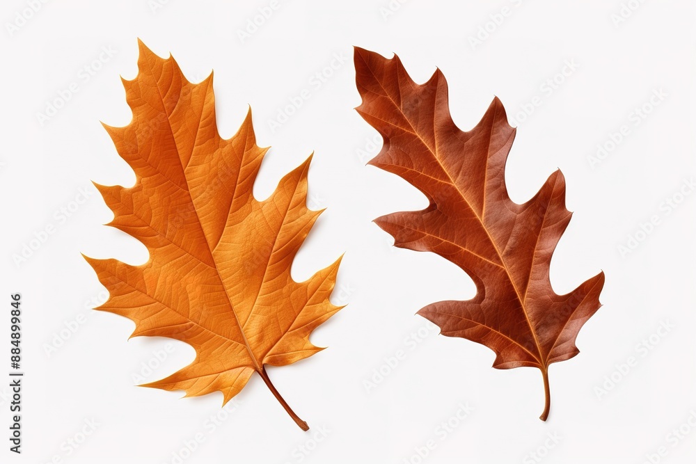 Obraz premium autumn maple leaf