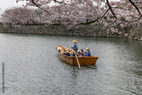 Primavera en Japón , árbol de cerezos!!