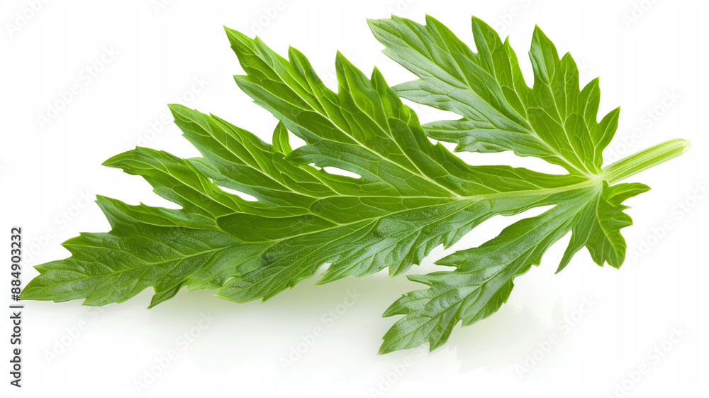 Isolated Desert Aster Leaf With Lance Shaped Leaf Shape and Green Col on Clean Background Clipart. Desert aster leaf clipart, isolated aster leaf, lance-shaped leaf clipart, green aster leaf, Isolated Desert Aster Leaf With Lance Shaped Leaf Shape and Green Col on Clean Background Clipart. Desert aster leaf clipart, isolated aster leaf, lance-shaped leaf clipart, green aster leaf,