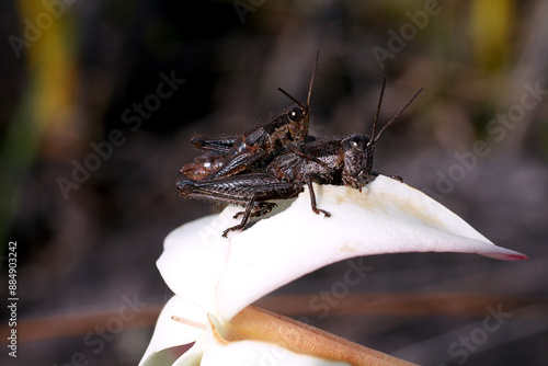 Mating grasshoppers (Abracris flavolineata) on the petal of Maguireothamnus speciosus, Amuri Tepui, Venezuela photo