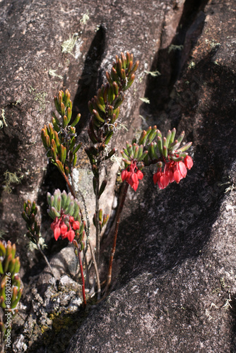 Tepuia tatei with small leaves and red flower buds, growing in black sandstone rock on Amuri Tepui, Venezuela photo