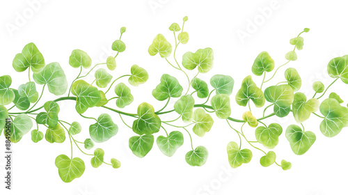 A delicate vine plant, botanical illustration, watercolor style, lush green, isolated on transparent background
