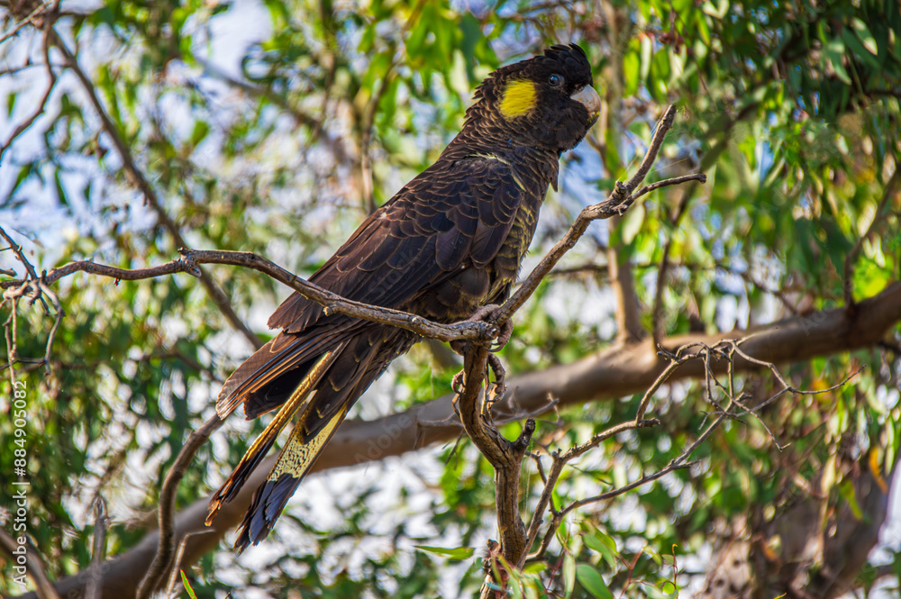 Yellow Tailed Black Cockatoo In Dead Tree