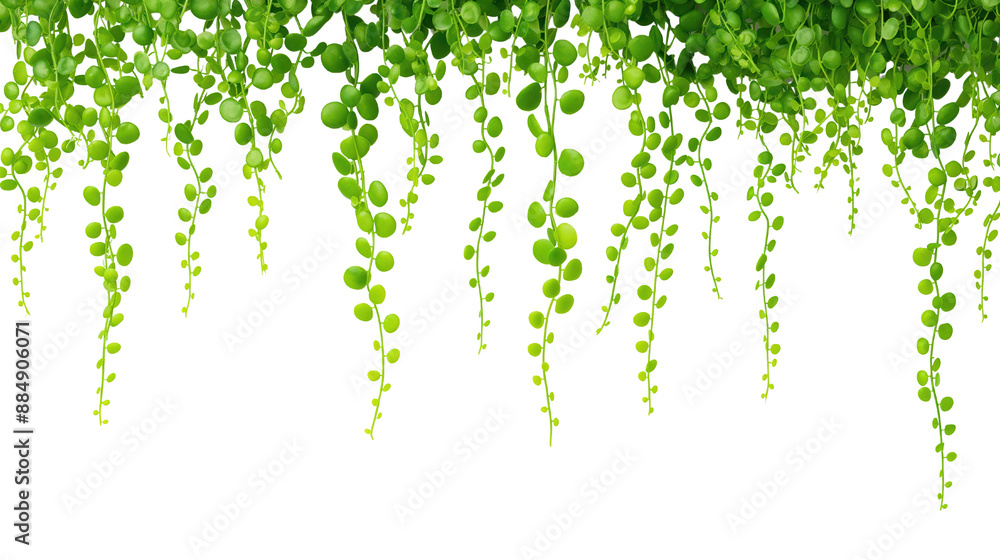 Hanging vine plant, nature element, minimalist line art, soft green hues, isolated on transparent background Hanging vine plant, nature element, minimalist line art, soft green hues, isolated on transparent background