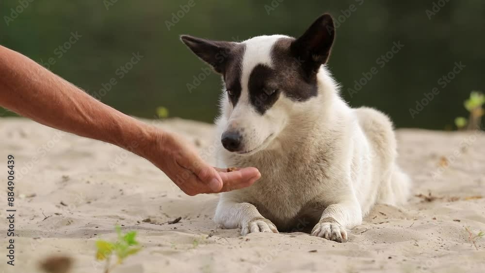 Homeless street dog eating food outdoors.Hungry dirty dog eats dry food. Stray hungry pet. The concept of helping and feeding homeless animals. Homeless street dog eating food outdoors.Hungry dirty dog eats dry food. Stray hungry pet. The concept of helping and feeding homeless animals.