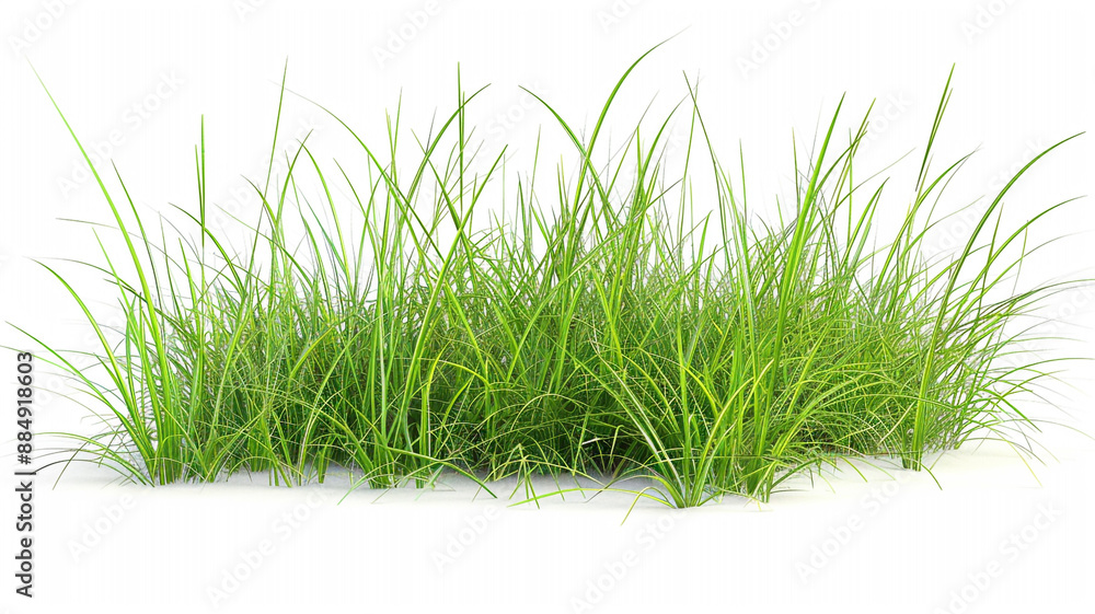 Green grass isolated on white background High resolution. green grass, grass isolated, white background, high resolution, lush green grass, fresh grass, grass texture, isolated grass, grass close-up, Green grass isolated on white background High resolution. green grass, grass isolated, white background, high resolution, lush green grass, fresh grass, grass texture, isolated grass, grass close-up,