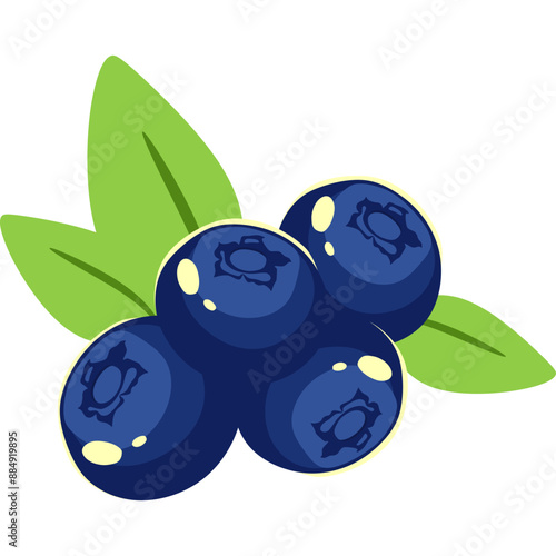 Blueberry Fruit Illustration