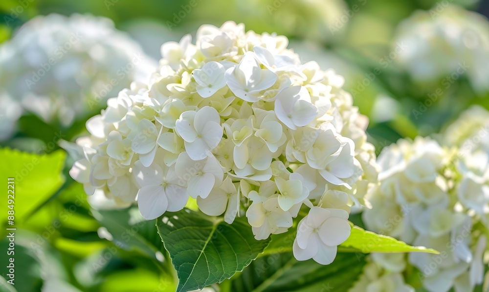 beautiful hydrangea in full bloom, Generative AI beautiful hydrangea in full bloom, Generative AI