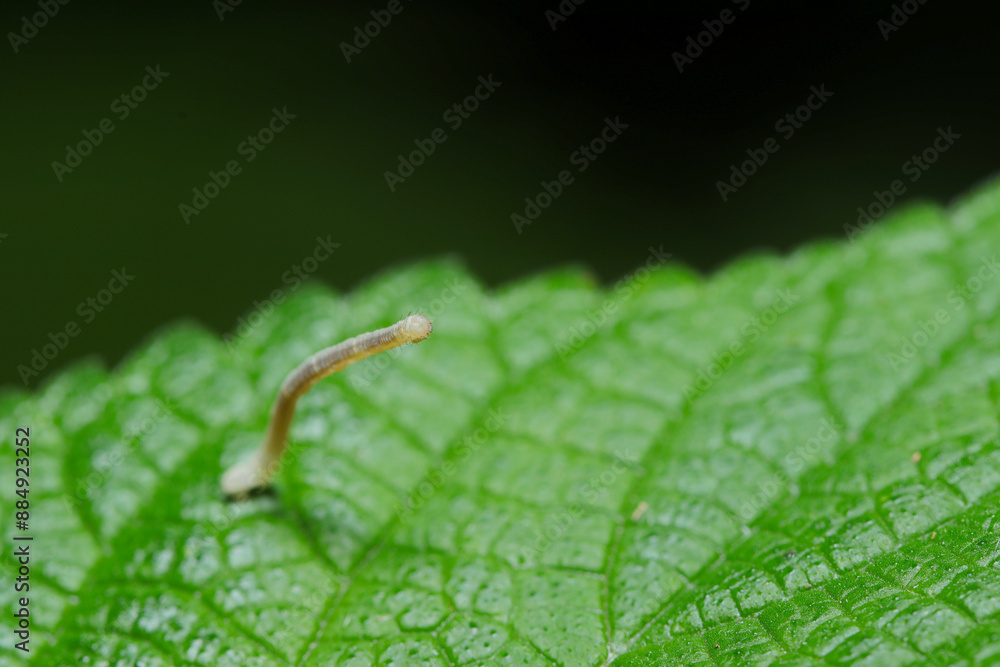 Obraz premium 小さな灰緑色のシャクトリムシが大きな葉の上で遠くを見つめる(自然光&ストロボ・マクロレンズ接写)