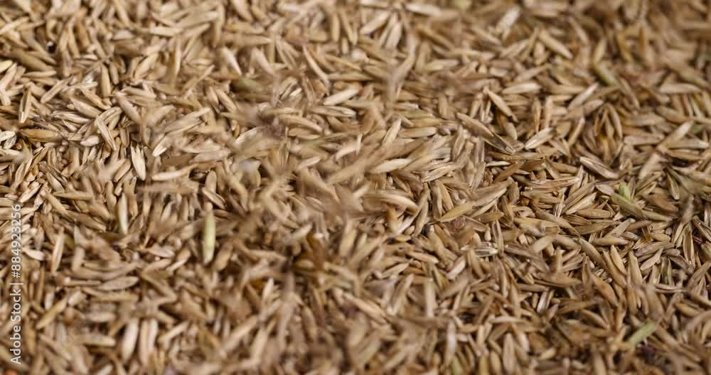 mixed seeds of perennial and annual grass for lawn, grass seeds for growing on lawn for design mixed seeds of perennial and annual grass for lawn, grass seeds for growing on lawn for design
