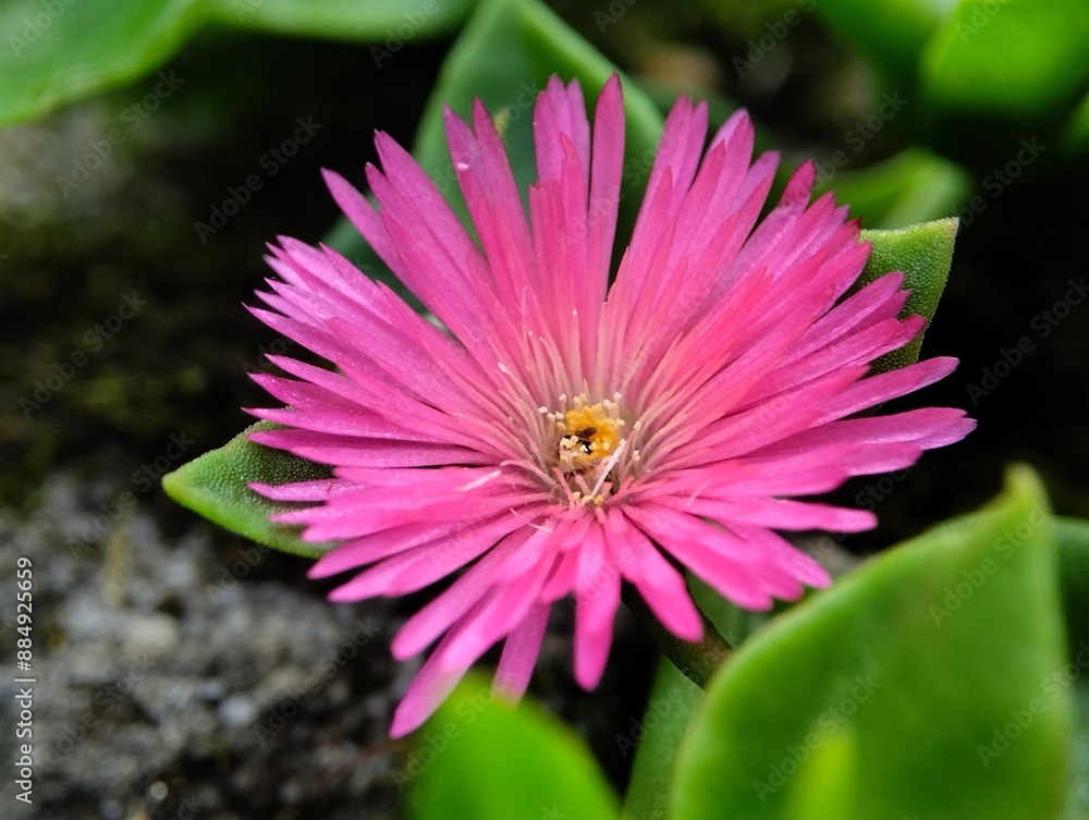 Obraz premium Baby sun rose flowers are pink and bloom on succulent leaves.pink flowers