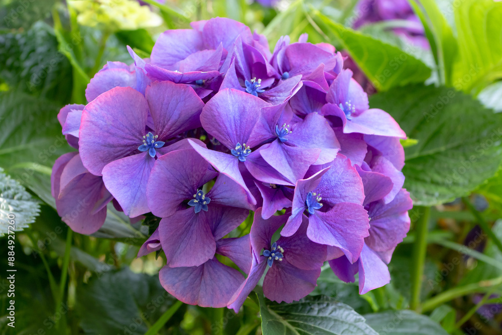 Hydrangea macrophylla purple flower head close-up. Hydrangea macrophylla purple flower head close-up.