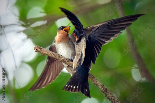 Pacific Swallow or Hill Swallow photo