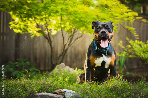 Mixed breed boxer dog sitting under the shade of a tree
