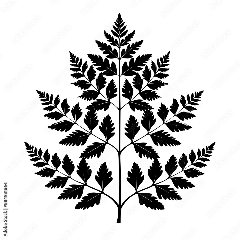 Silhouettes of Fern Leaves, A collection of black fern leaf silhouettes , showcasing the intricate details of the leaves.
Silhouettes of Fern Leaves, A collection of black fern leaf silhouettes , showcasing the intricate details of the leaves.