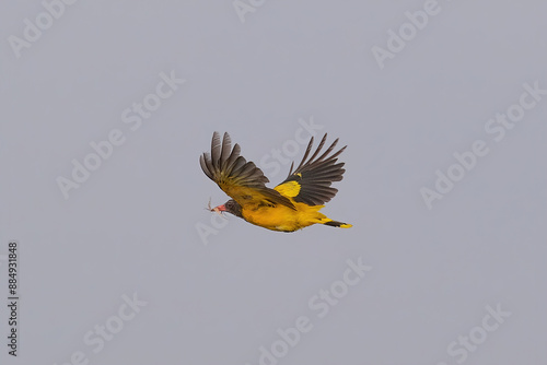 Black-hooded oriole