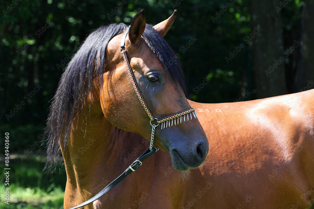 Portrait of a splendid purebred Arabian stallion against nature background