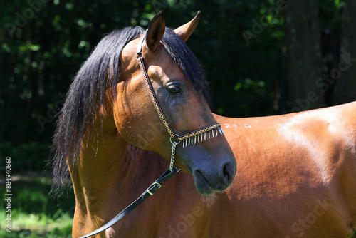 Obraz na płótnie Portrait of a splendid purebred Arabian stallion against nature background w salonie