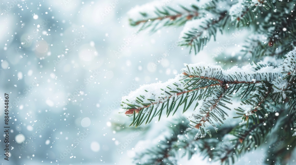 Snowy Fir Branch in Winter Wonderland Snowy Fir Branch in Winter Wonderland