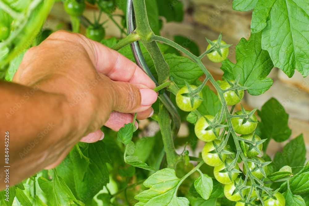 Tomatoes sprout pruning . Seasonal garden work. Tomatoes sprout pruning . Seasonal garden work.