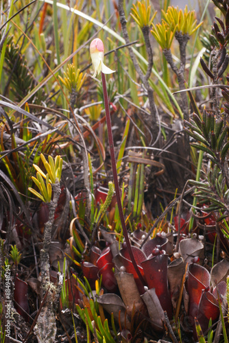 Marsh pitcher plant Heliamphora pulchella in flower, in natural habitat on Amuri Tepui, Venezuela photo