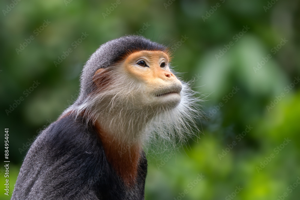 Naklejka premium Red-shanked Douc Langur - Pygathrix nemaeus, beautiful unique colored primate endemic to tropical forests of Southeast Asia, Denang, Vietnam.