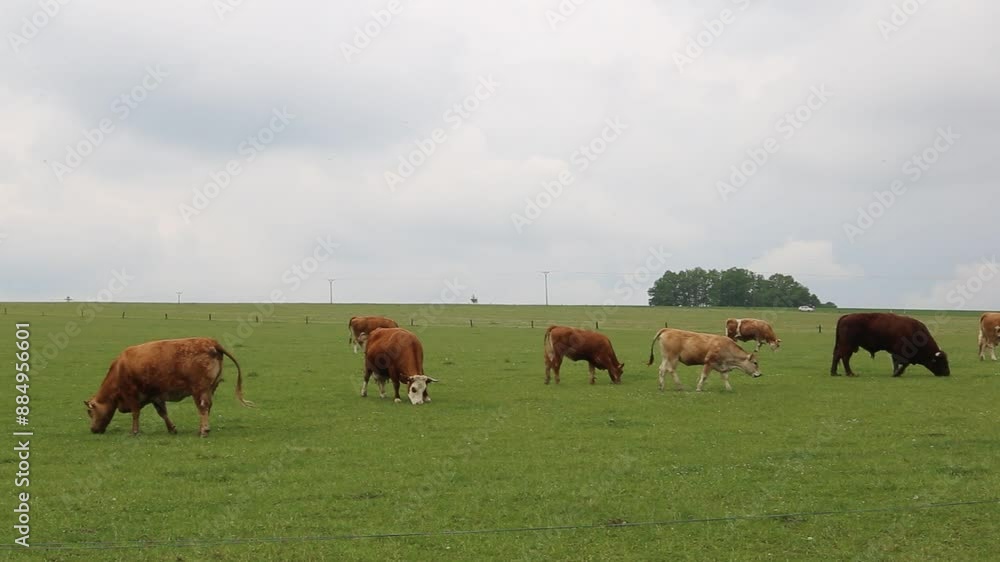 Cows graze in a pasture near a farm.
Cows graze in a pasture near a farm.
