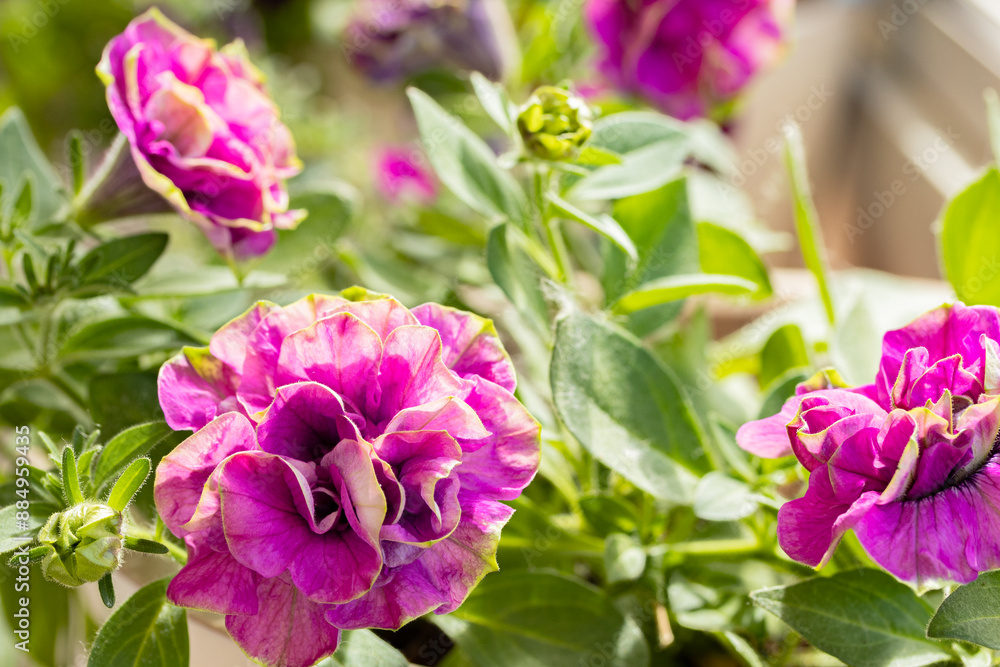 Blooming Petunia Tumbelina Darcey Rosa on sunny day. close up. Keep petunia blooming all summer. Beautiful Photo of bright vibrant flower Blooming Petunia Tumbelina Darcey Rosa on sunny day. close up. Keep petunia blooming all summer. Beautiful Photo of bright vibrant flower