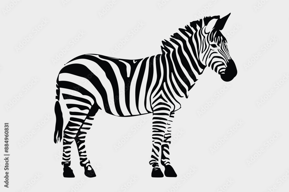 Obraz premium zebra isolated on white