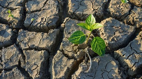 Drought ground and plants. Problems arising from global warming. Earth Day, Word Conservation Day photo