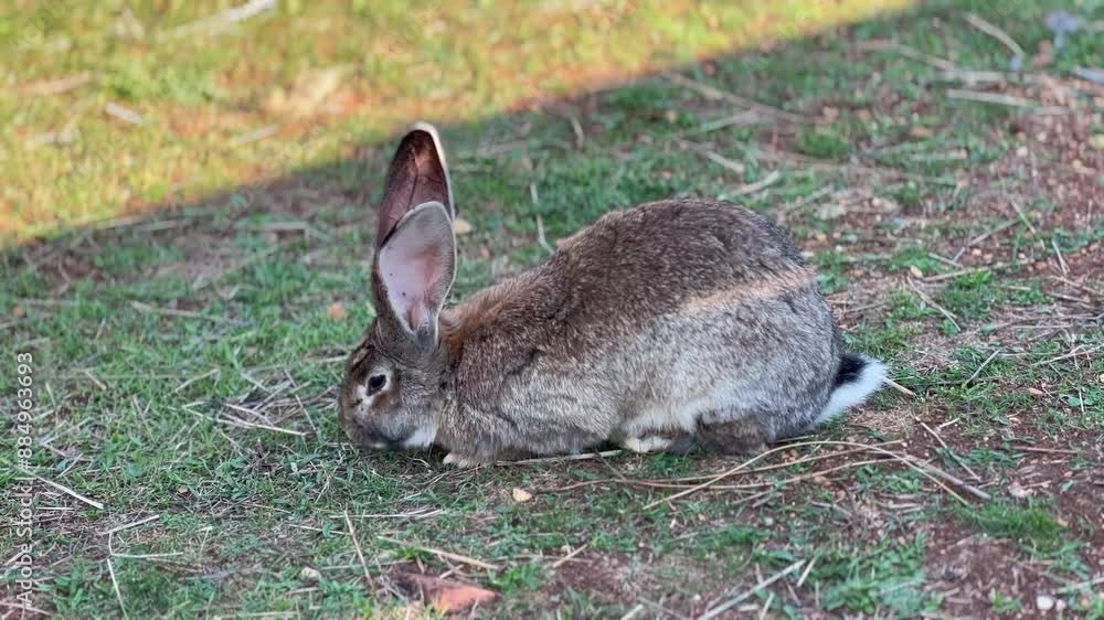 Rabbits in Natural Outdoor Habitat Rabbits in Natural Outdoor Habitat