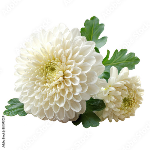 Beautiful close-up of blooming white chrysanthemum flowers with green leaves. Perfect for floral themes and decorative designs.