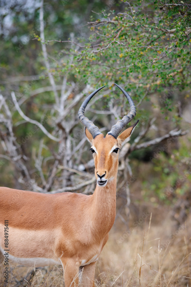 Impala standing in its natural habitat in South Africa, captured during wildlife observation in the vast savanna Impala standing in its natural habitat in South Africa, captured during wildlife observation in the vast savanna