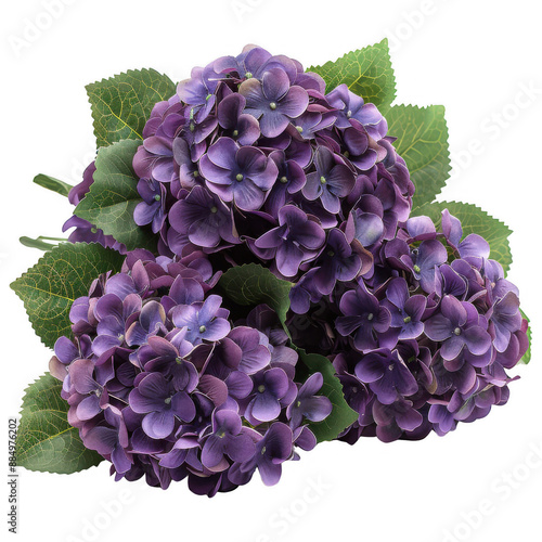 Close-up photo of vibrant purple hydrangea flowers with green leaves, isolated on white. Perfect for floral decor and botanical themes.