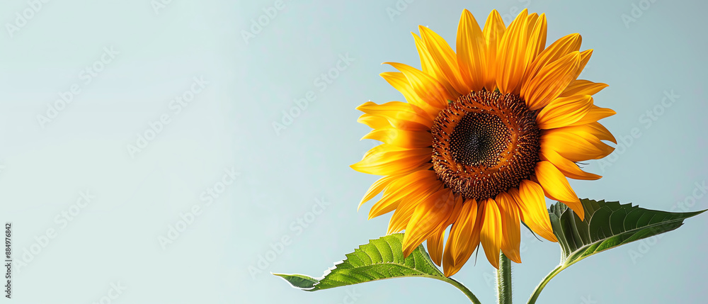 Fototapeta premium Bright yellow sunflower isolated on a blue background.