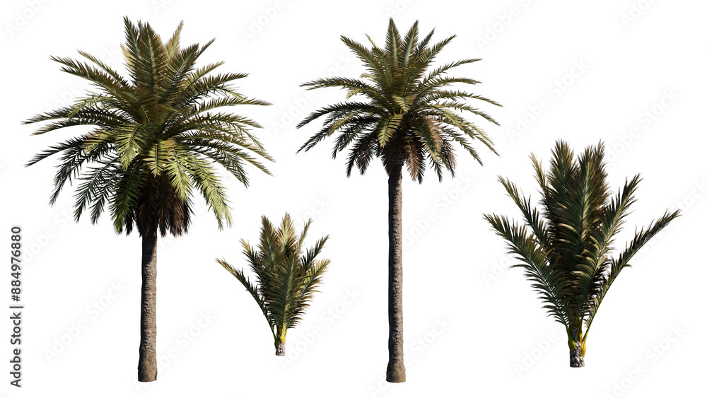 Fototapeta premium palm tree isolated on white