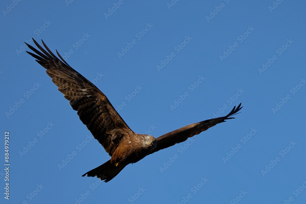 Milan noir - Milvus migrans - rapaces - Accipitridae
Milan noir - Milvus migrans - rapaces - Accipitridae