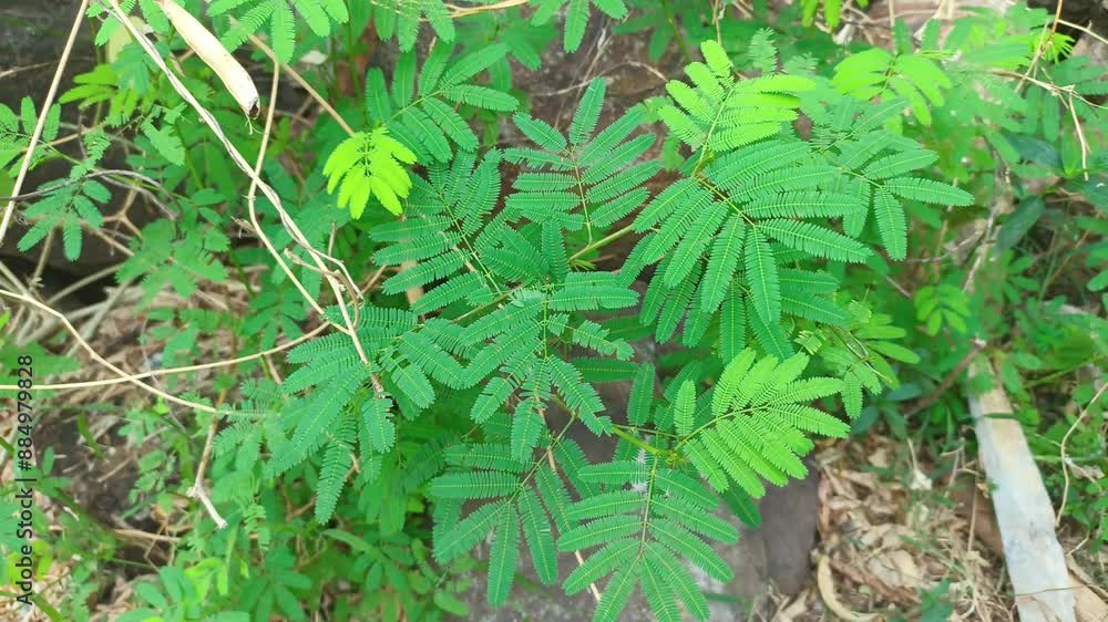 The wind sways wild greenery. Greenery of wild leaves in the bright summer. The atmosphere of peace and tranquility in garden.