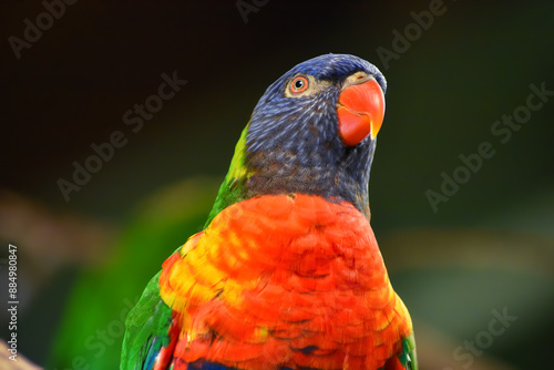 Close-up of a Loriini parrot