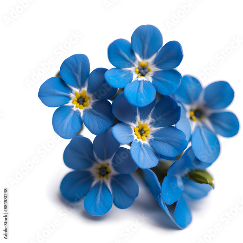 Forget-me-not