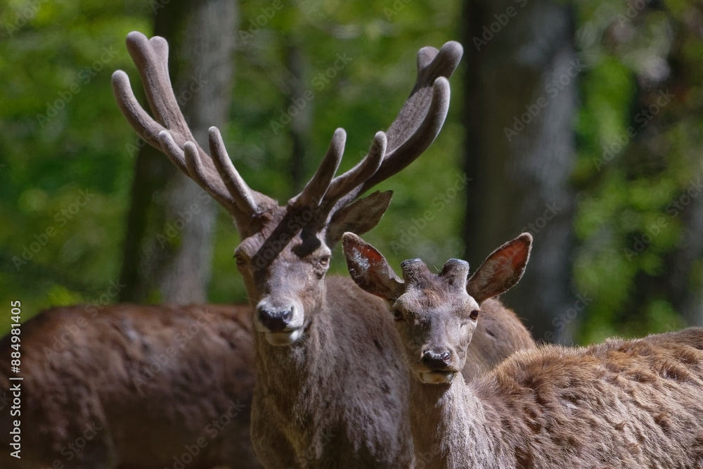cerf - cervus elaphus
cerf - cervus elaphus