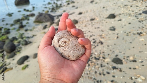 sea shell fossilised stone in a hand